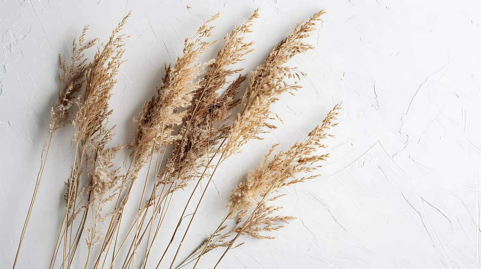 Elegant Thin Dry Grass Stems on Neutral Background — free download from Dotvec