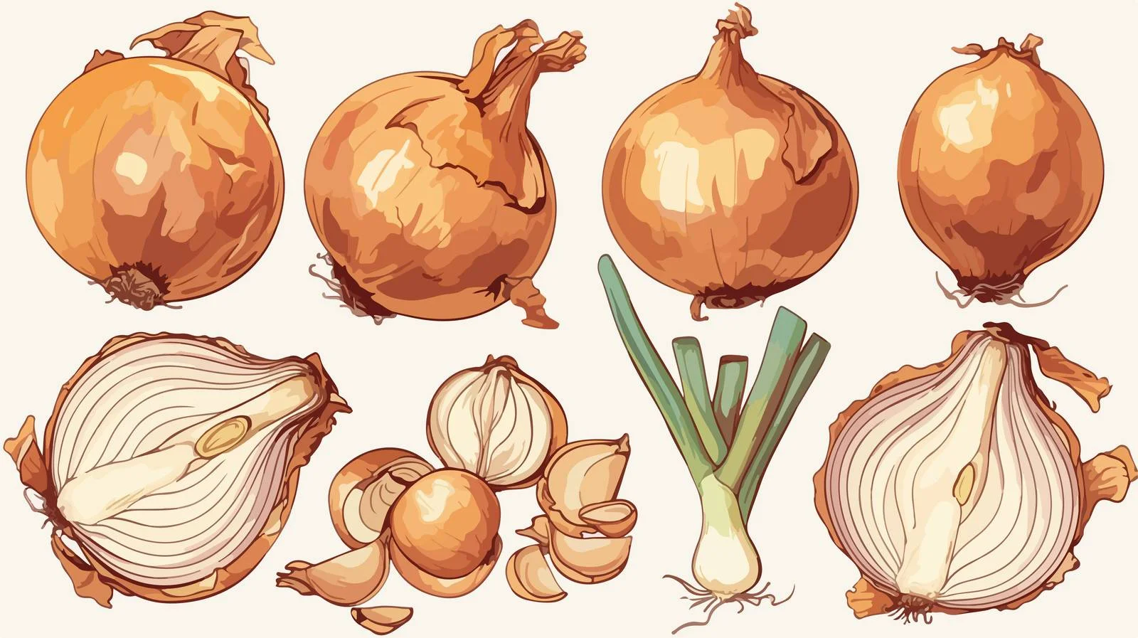 Exquisite Onion Bulb Illustrations — free download from Dotvec