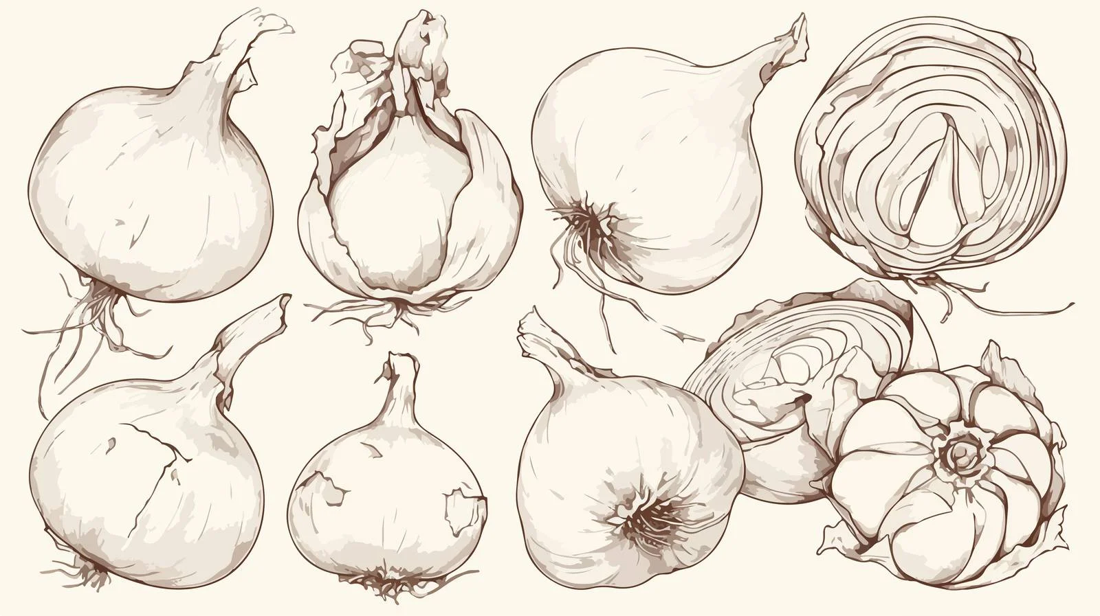 Exquisite Onion Bulb Illustrations: Fresh and Detailed — free download from Dotvec
