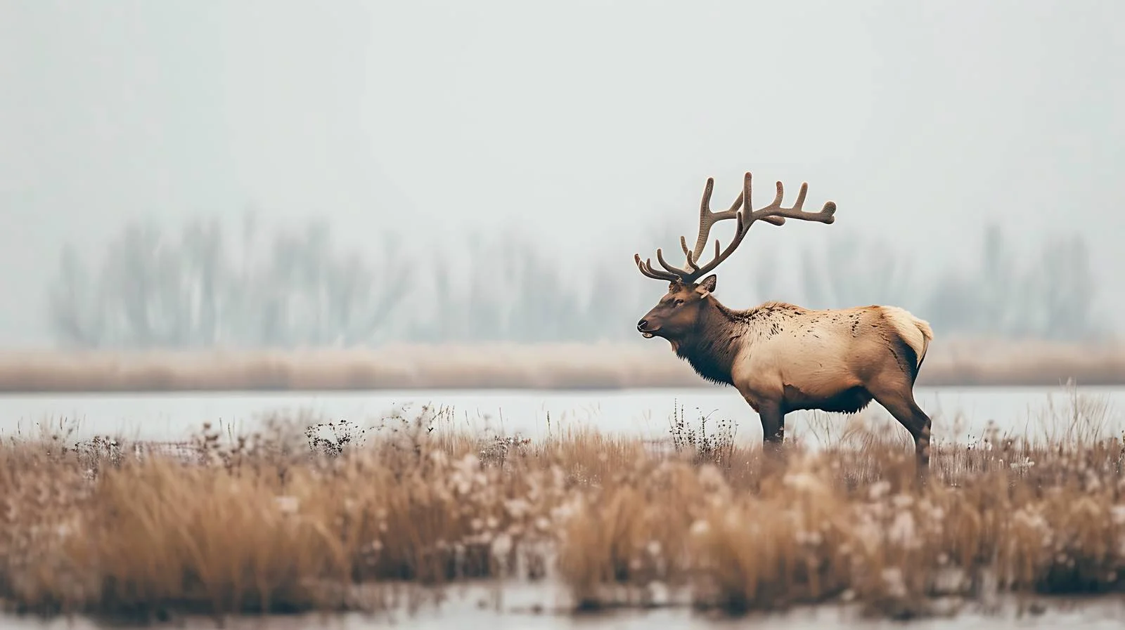 Elk Roaming Yan's Yellow Sea Wetland — free download from Dotvec