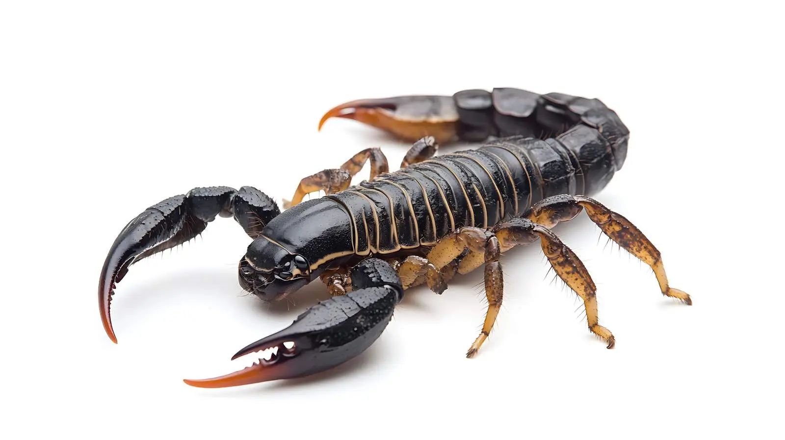 Scorpion Battling Pandinus Imperator — free download from Dotvec