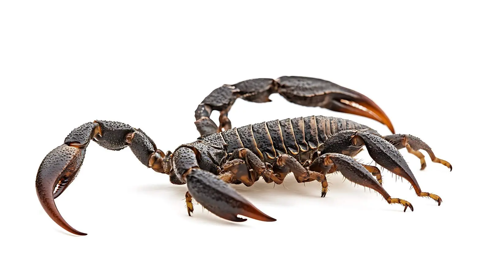 Emperor Scorpion Attacking Pandinus Imperator — free download from Dotvec