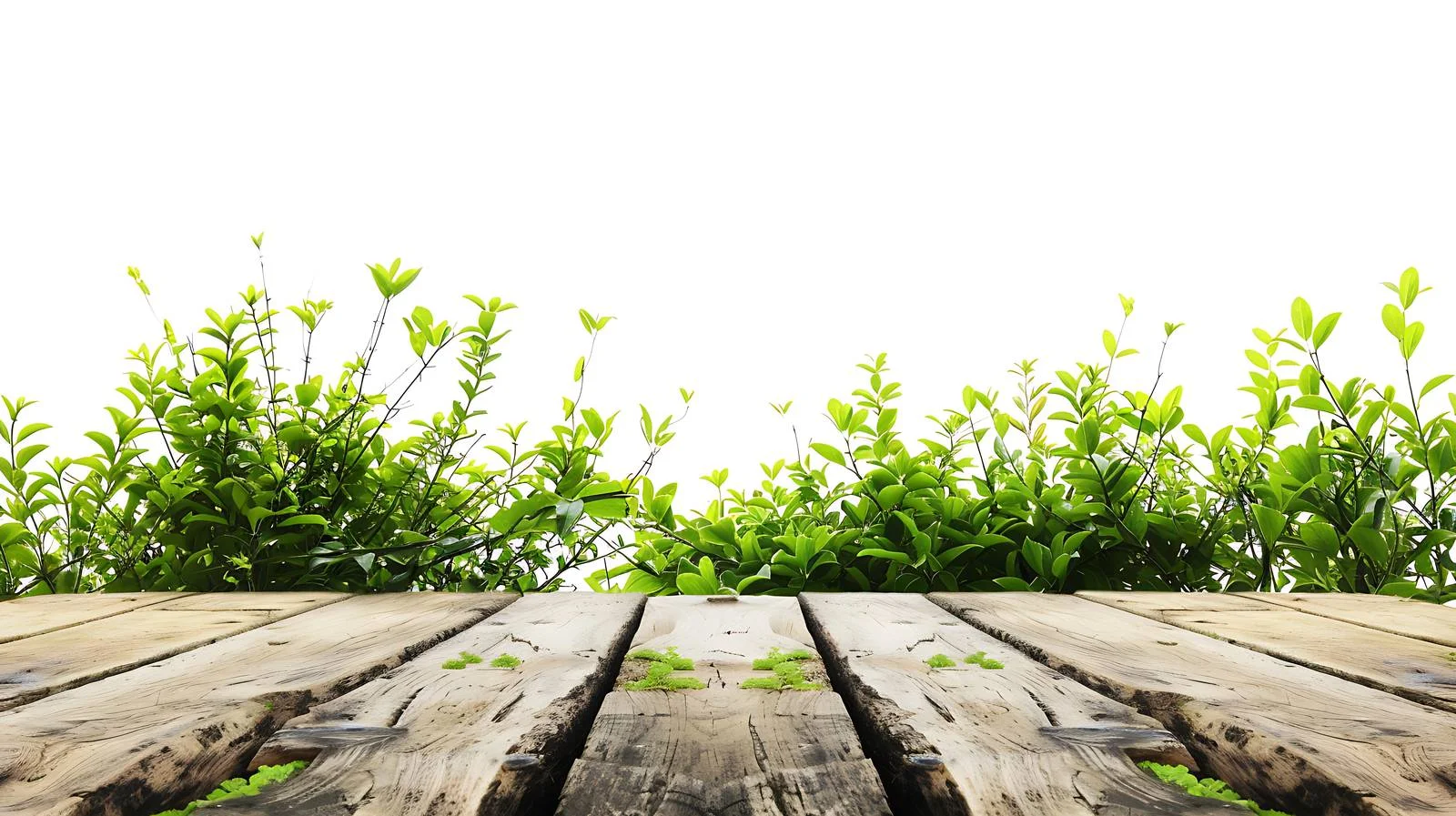 Rustic Wooden Table with Spring Greenery — free download from Dotvec