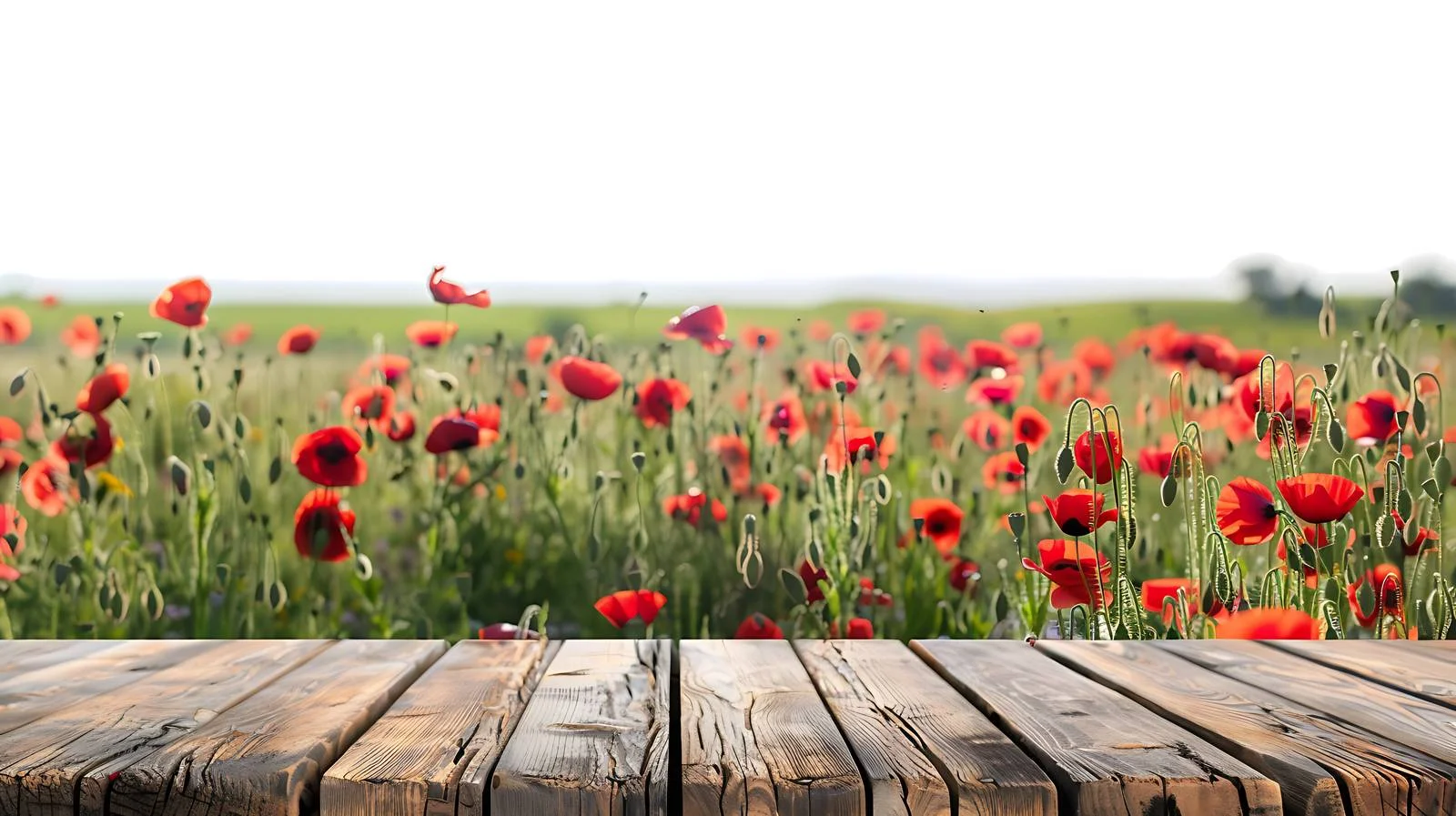 Rustic wooden table with poppy field backdrop – free poppies image from Dotvec