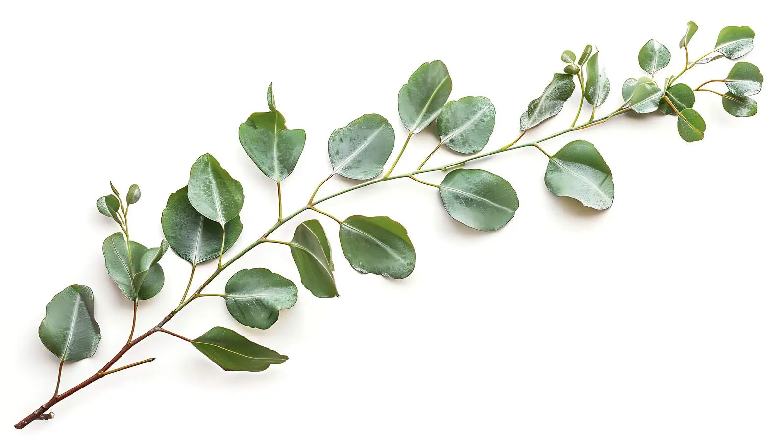 Isolated Eucalyptus Branch on White Background – free zen image from Dotvec