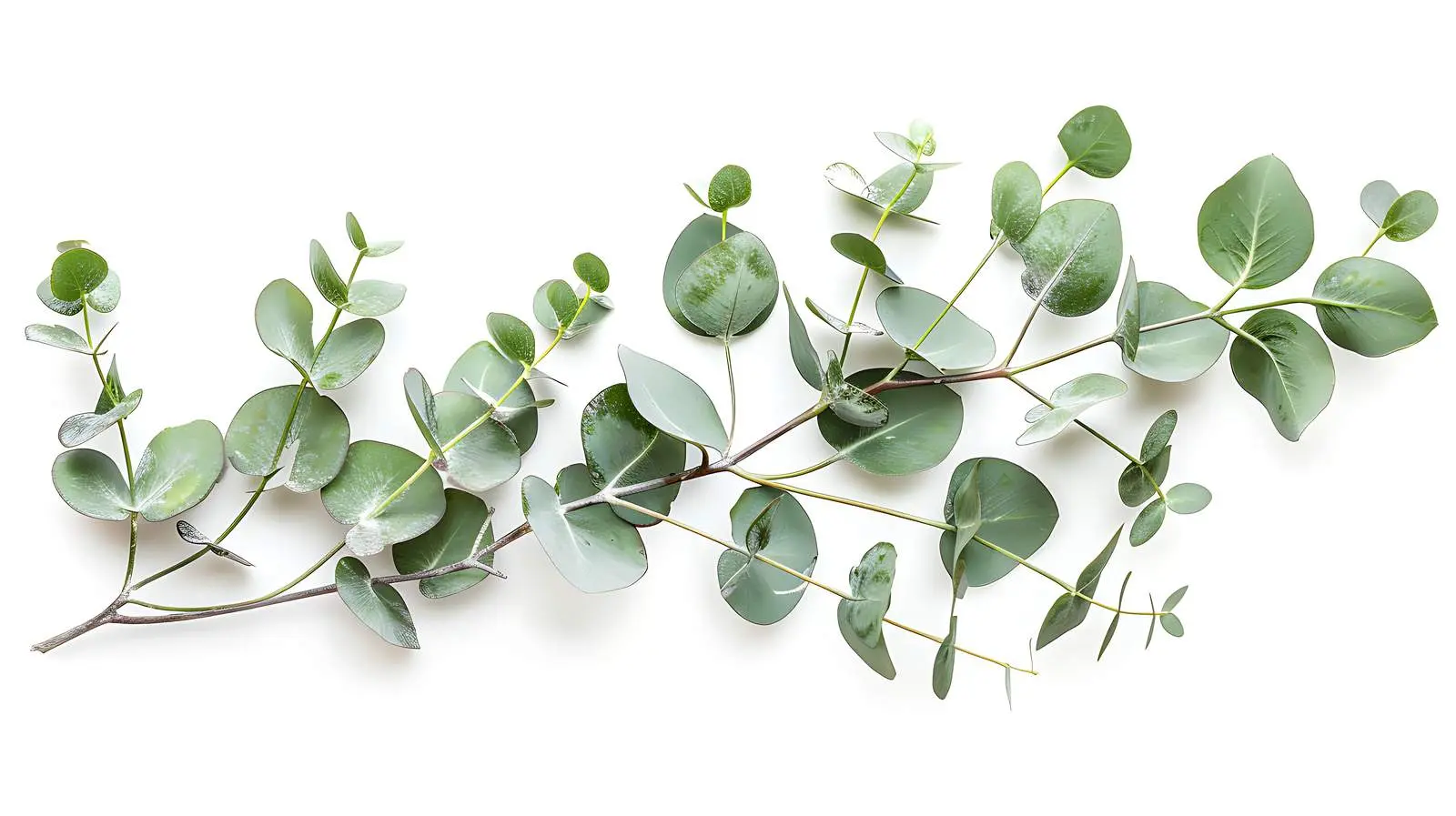 Eucalyptus Branch Isolated on White Background – free isolation image from Dotvec