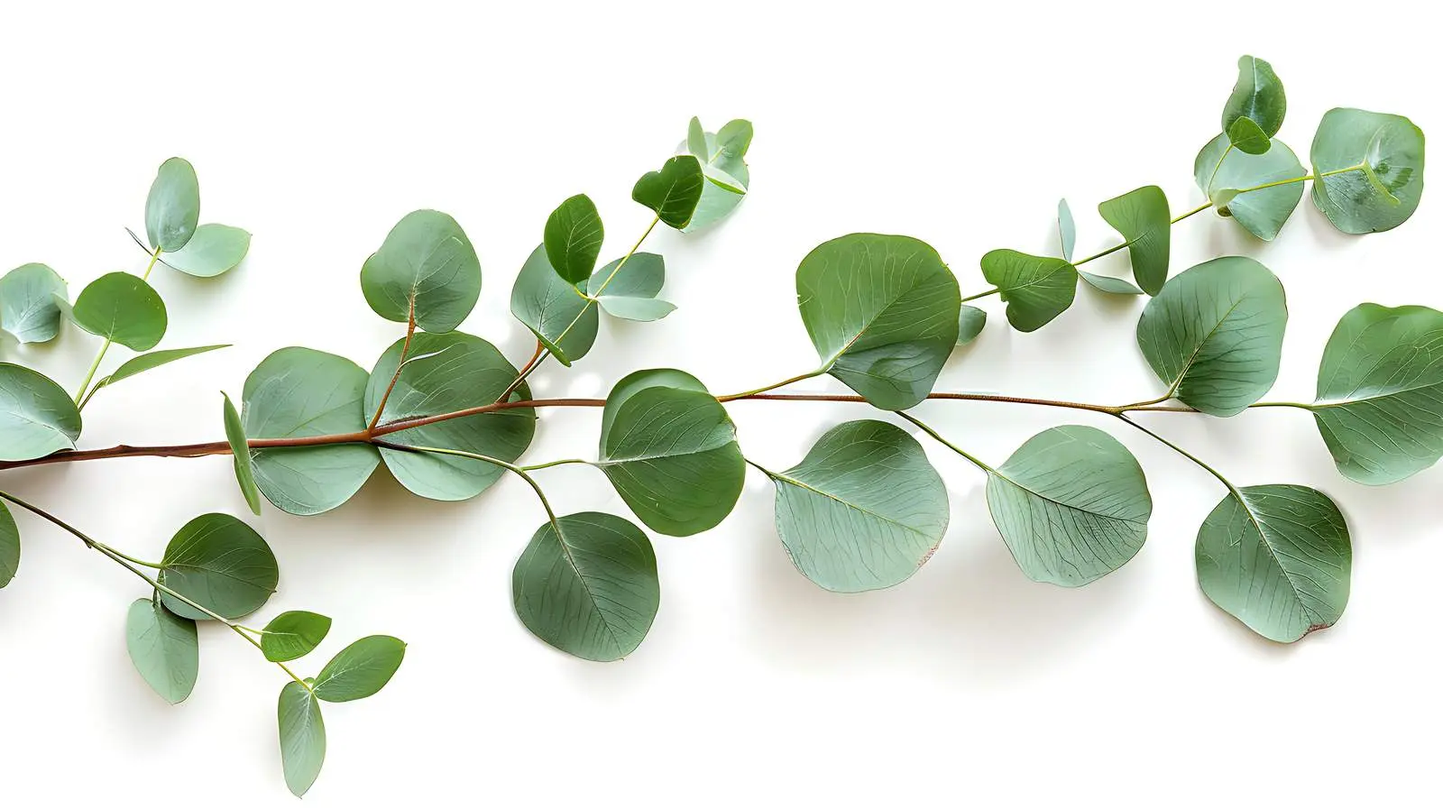 Eucalyptus Branch Isolated on White Background — free download from Dotvec