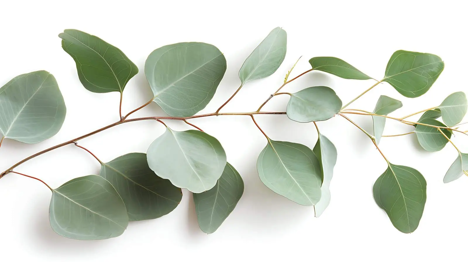 Eucalyptus Branch Flat Lay on White Background — free download from Dotvec