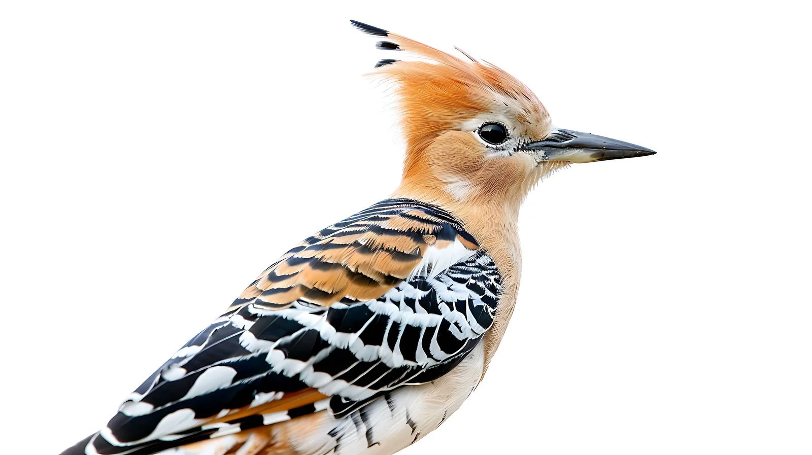 Detailed Eurasian Hoopoe Close-Up Isolation — free download from Dotvec