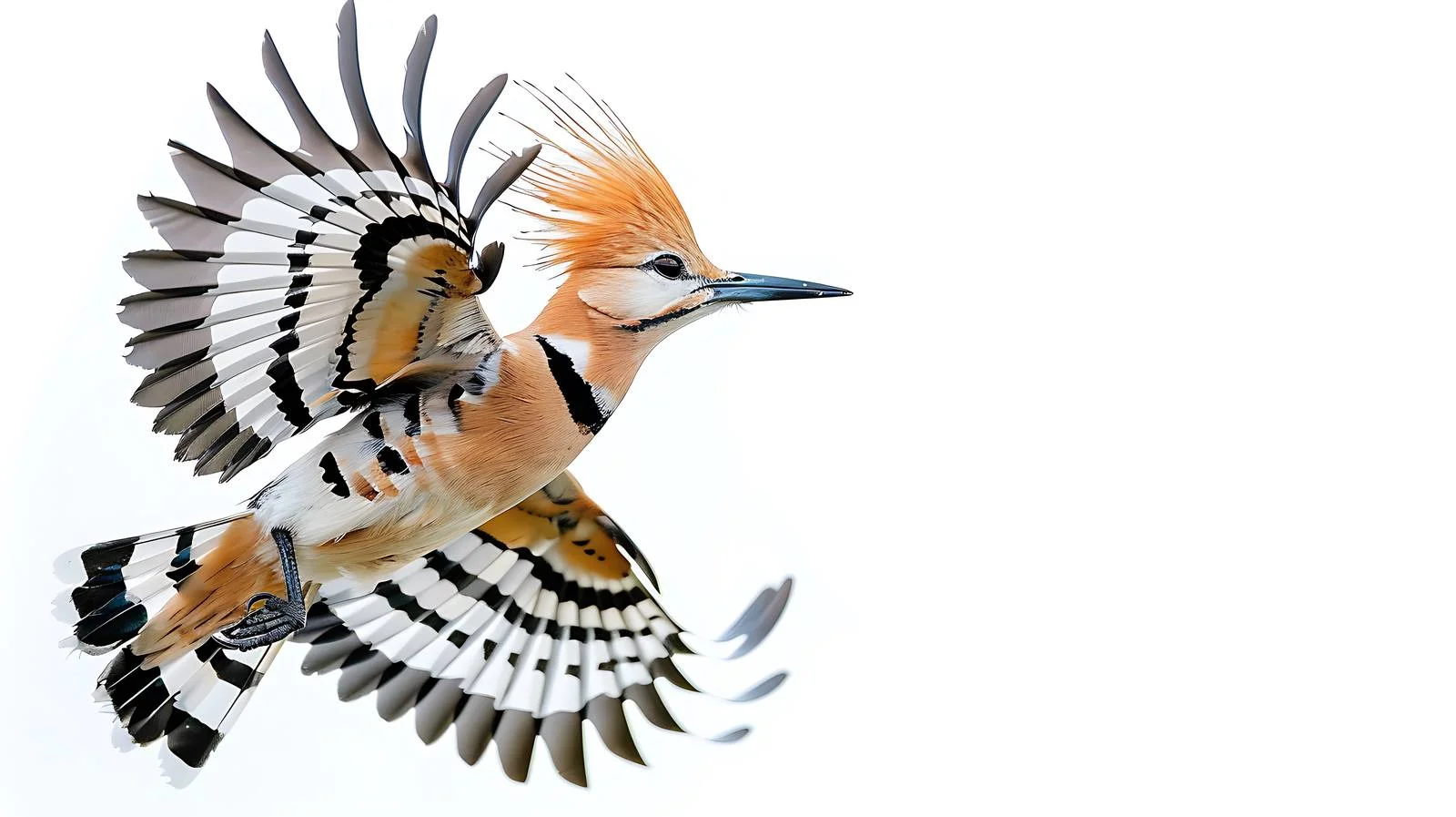 Eurasian Hoopoe Soaring Close-Up View — free download from Dotvec