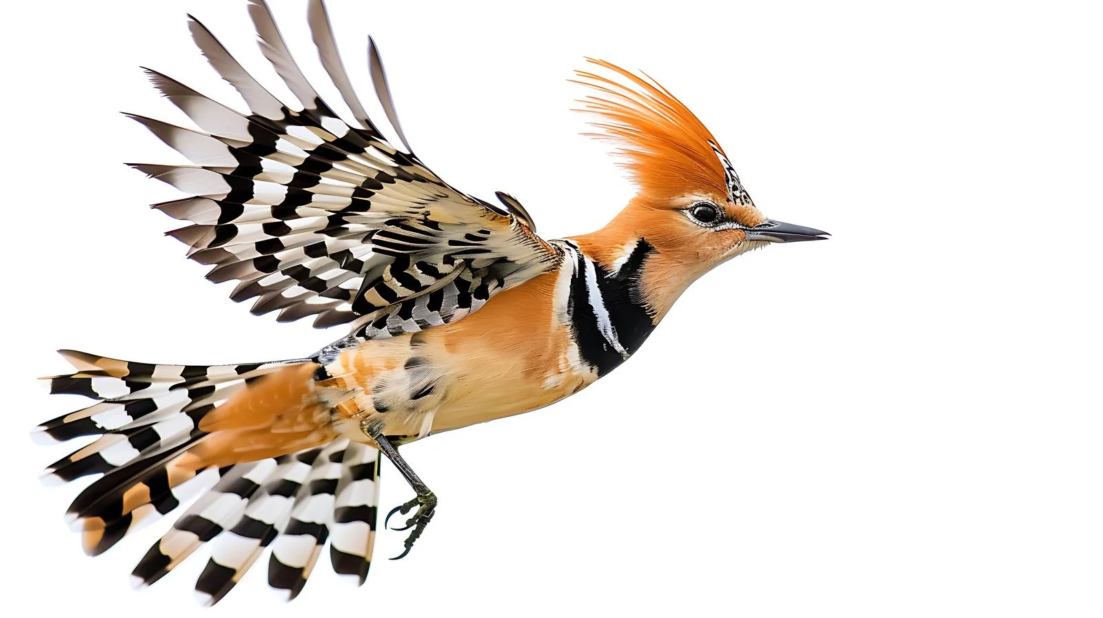 Eurasian Hoopoe Soaring Close-Up View — free download from Dotvec