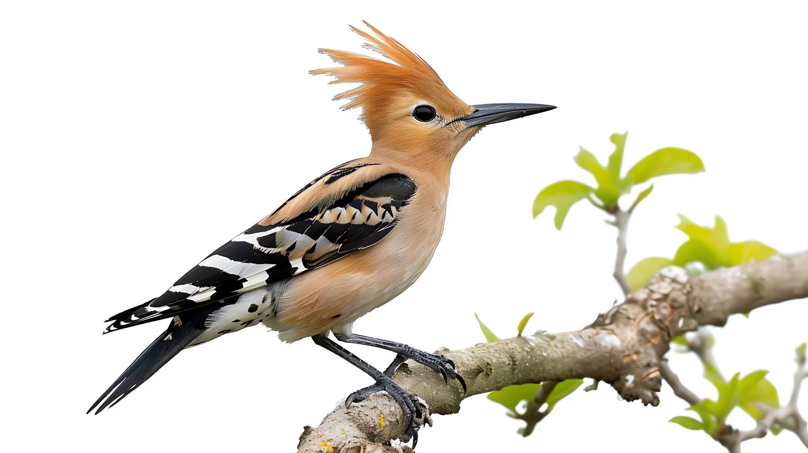 Eurasian Hoopoe Bird on White Background — free download from Dotvec