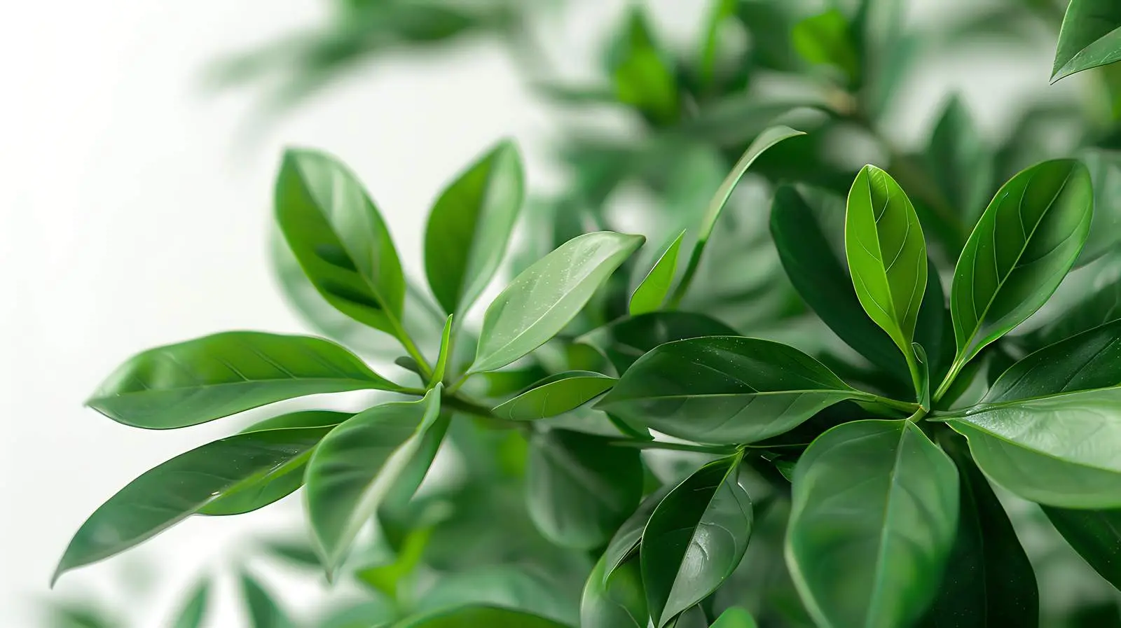 Exotic Green Leaves Bush Background Aesthetic Minimalism — free download from Dotvec