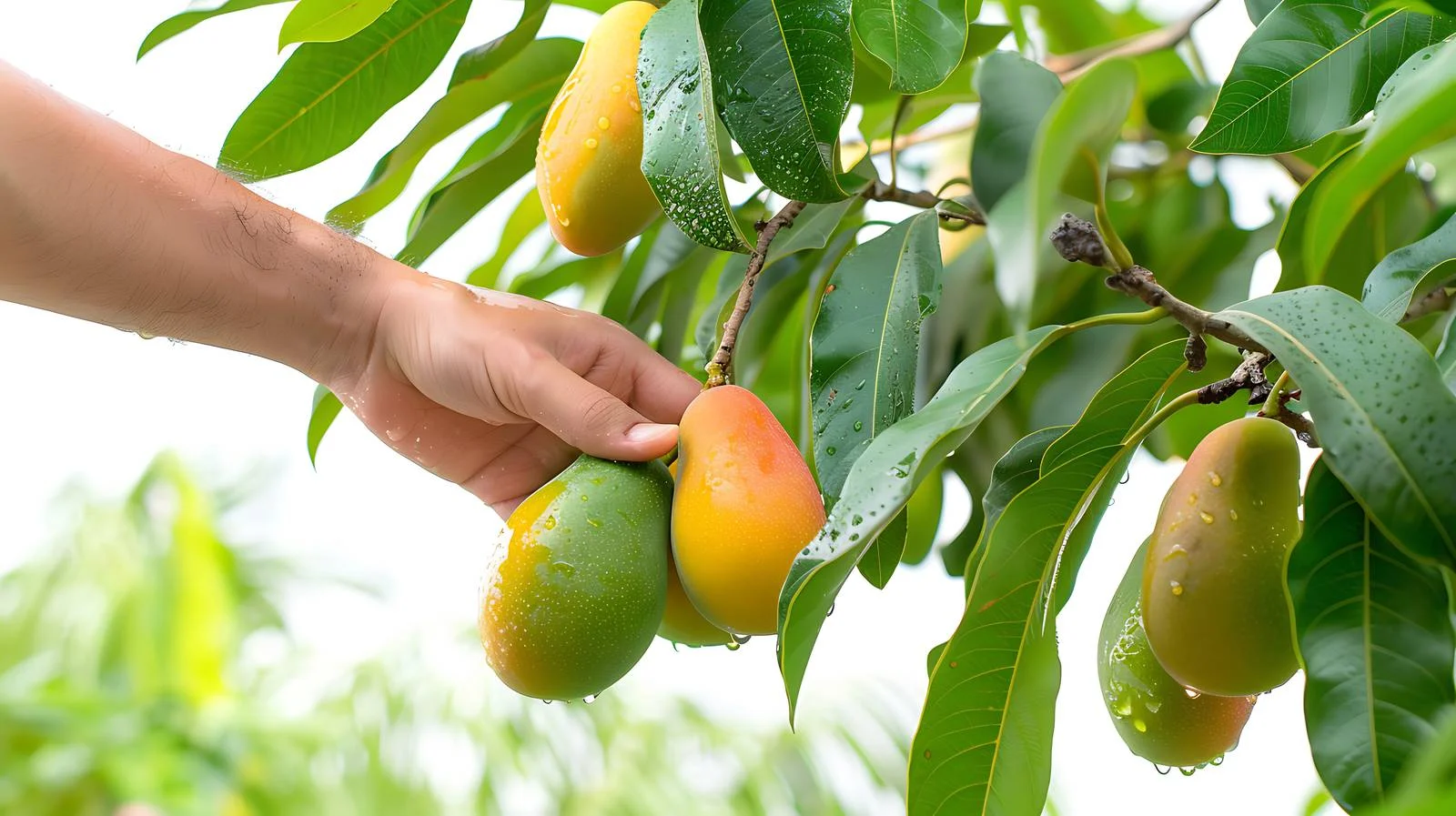 Harvesting Mango Tree — free download from Dotvec