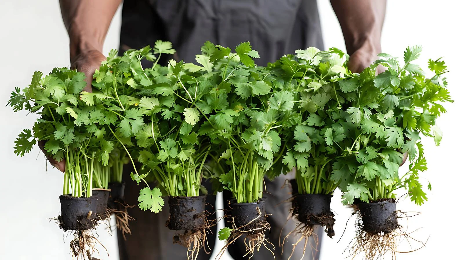 Farmers Plant Coriander Roots in Pots — free download from Dotvec