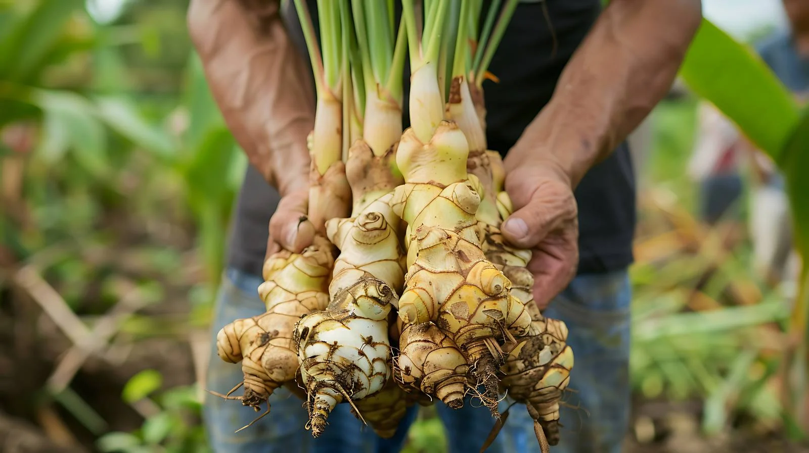 Harvesting Galangal by Farmers — free download from Dotvec