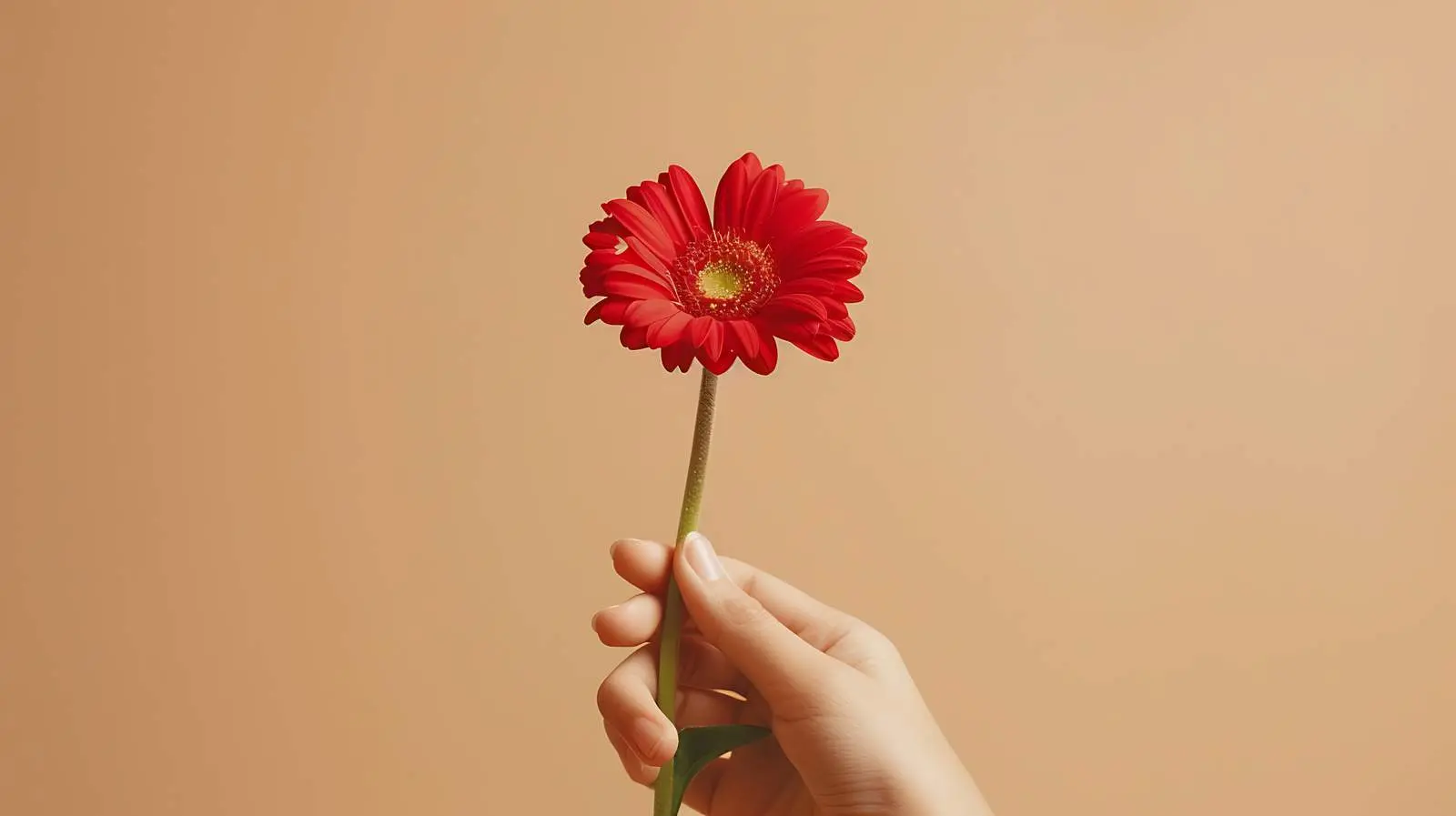 Female Hand Holding Red Daisy Flower — free download from Dotvec