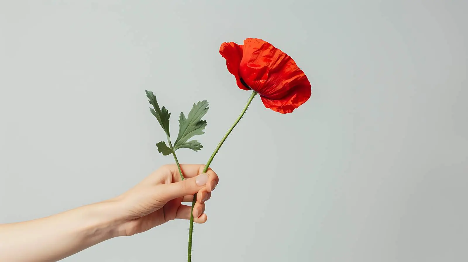 Woman Holding Red Poppy Flower on Grey Background — free download from Dotvec