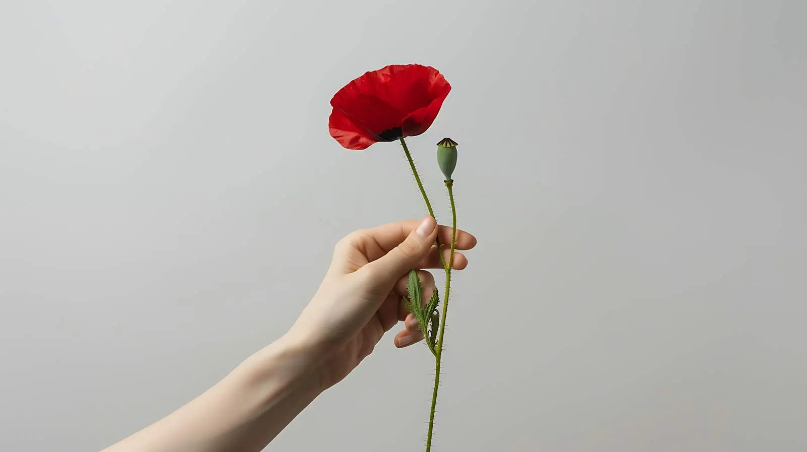 Woman Holding Red Poppy Flower on Gray Background — free download from Dotvec