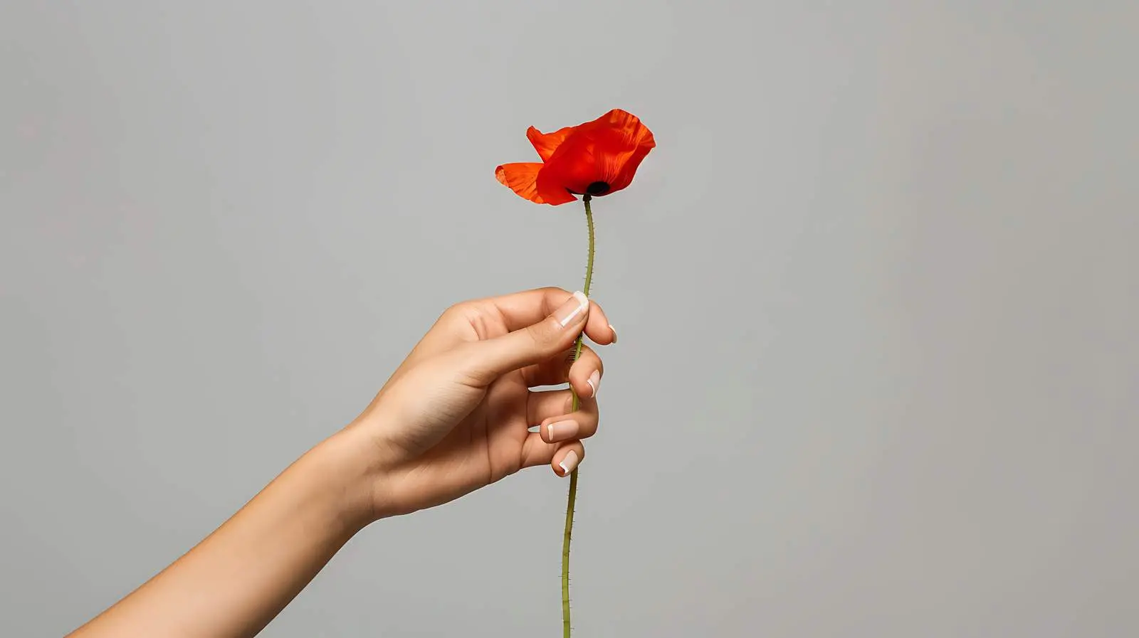 Woman Holding Red Poppy Flower on Grey Background — free download from Dotvec
