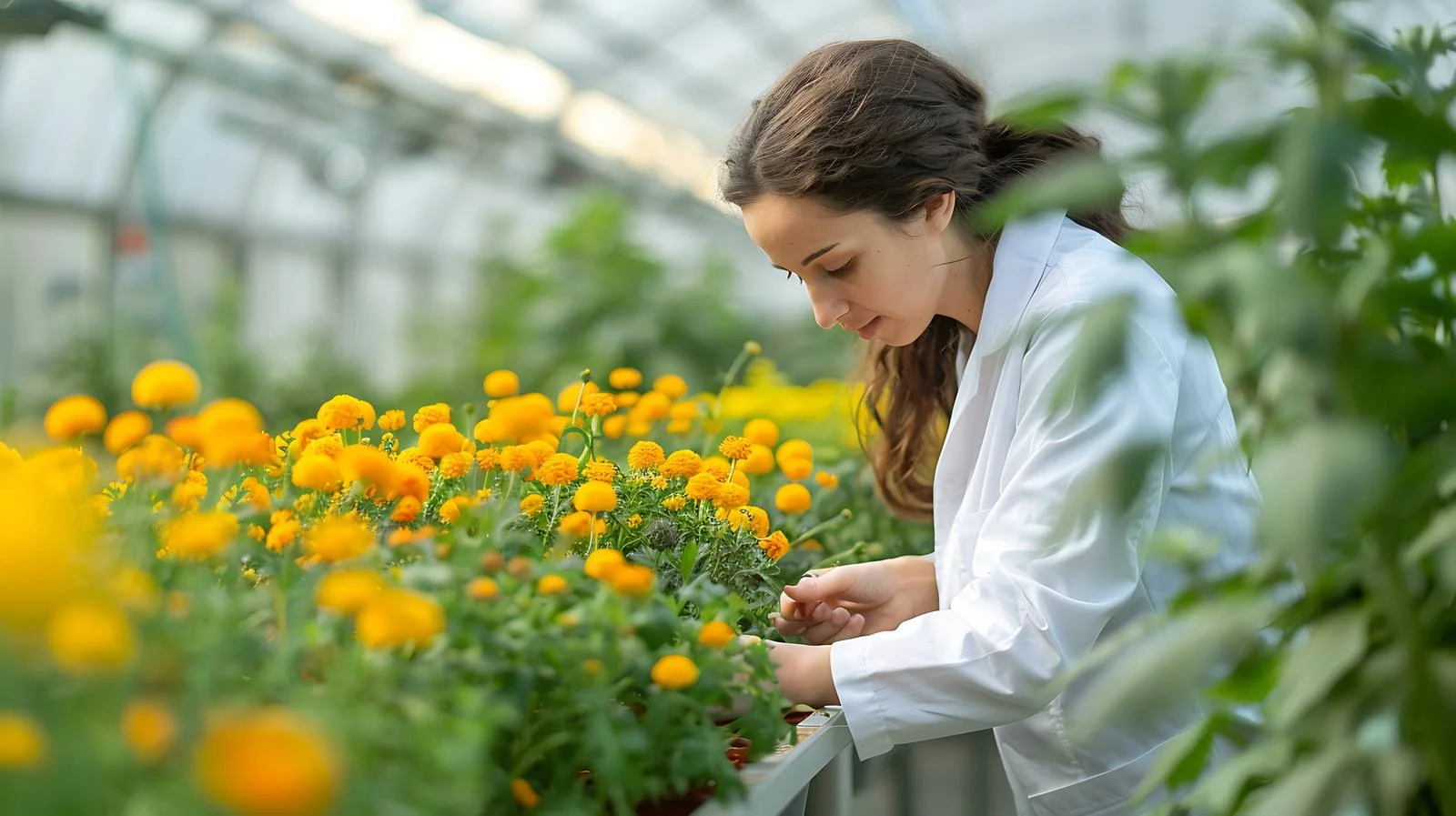 Botanist examining botanical specimens in greenhouse — free download from Dotvec