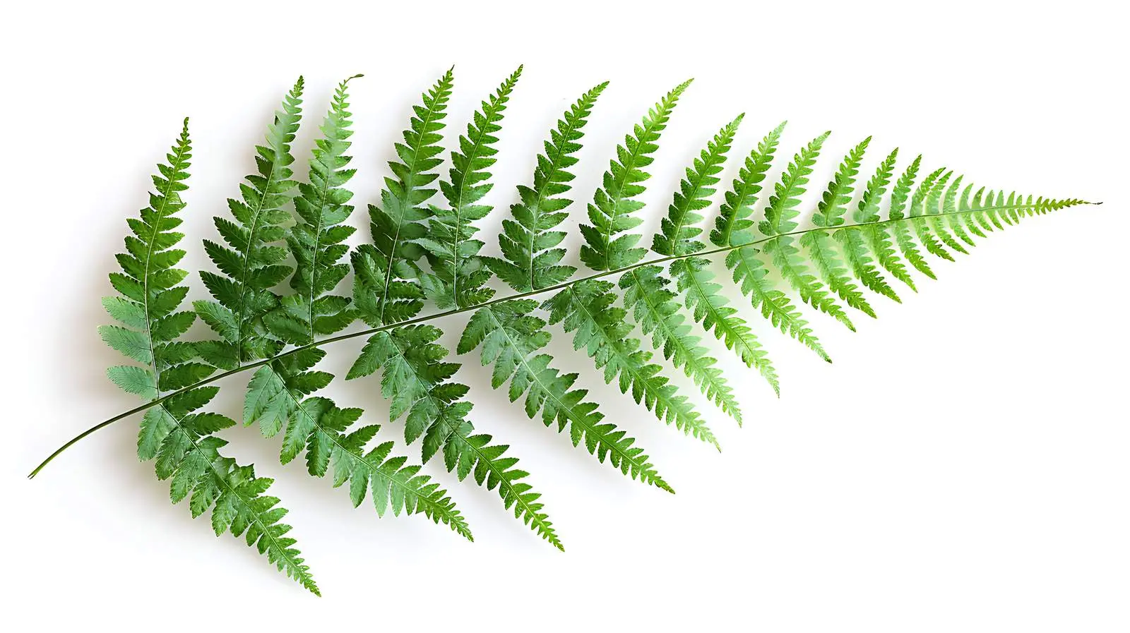 Isolated Fern Branch on White Background – free calm image from Dotvec