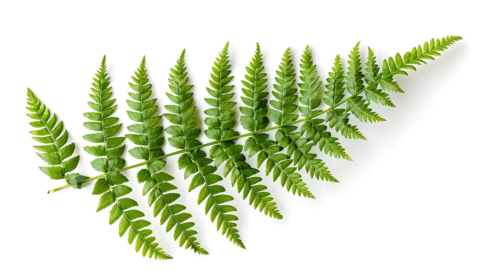 Isolated Fern Branch on White Background – free calm image from Dotvec