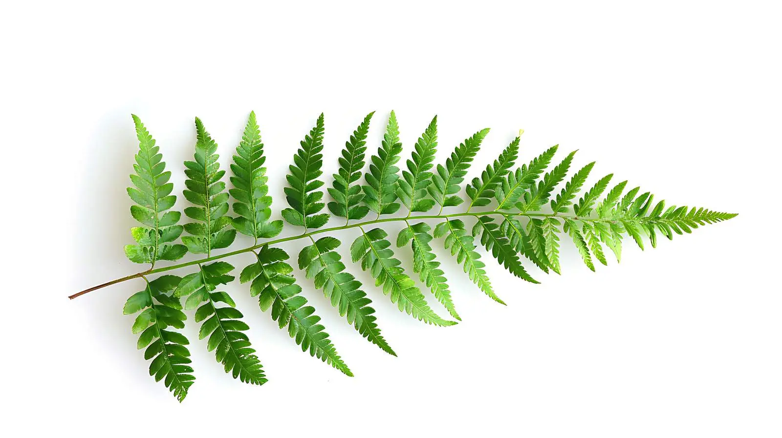 Fern Branch on White Background - Flat Lay View — free download from Dotvec