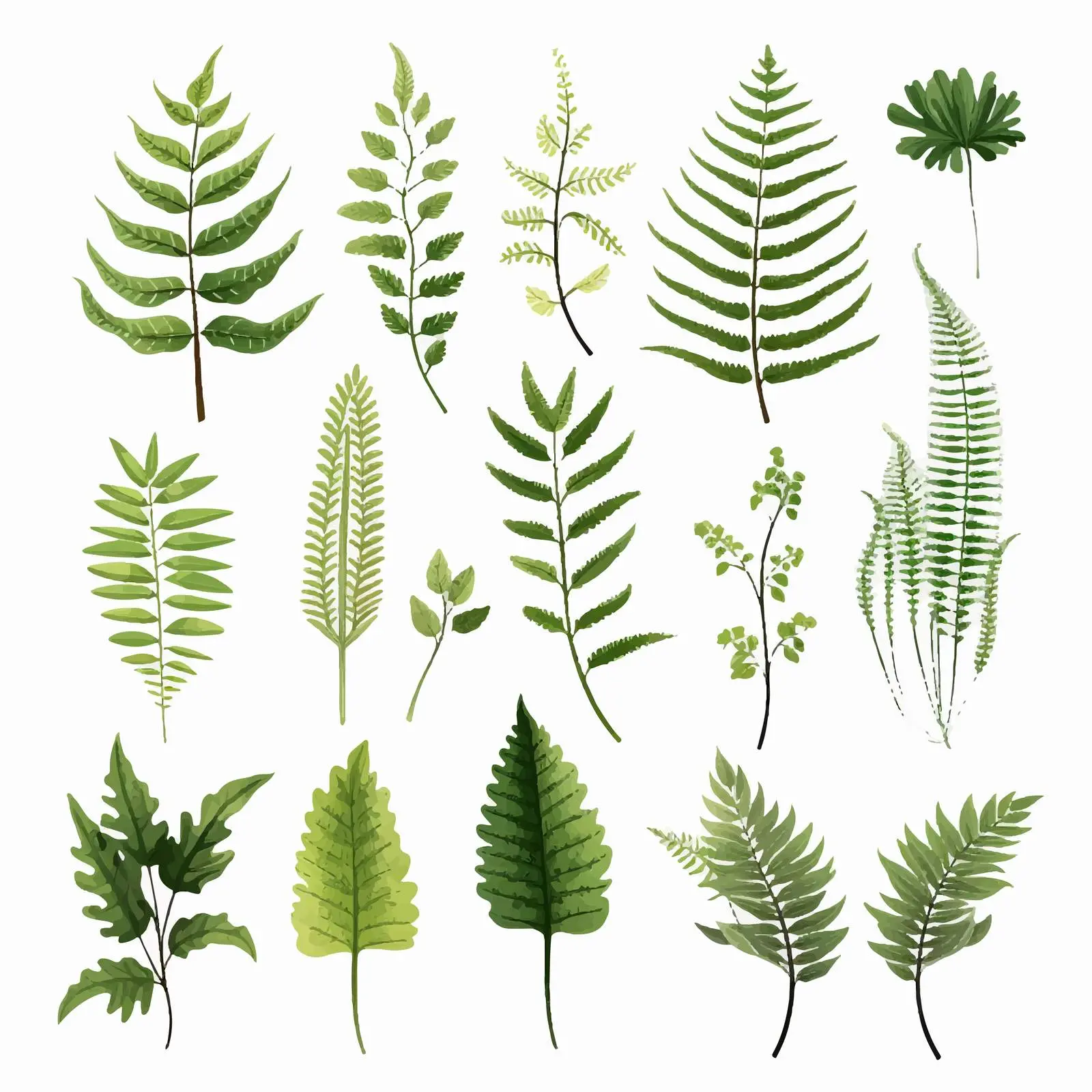 Realistic Hand-Drawn Fern Frond Collection — free download from Dotvec