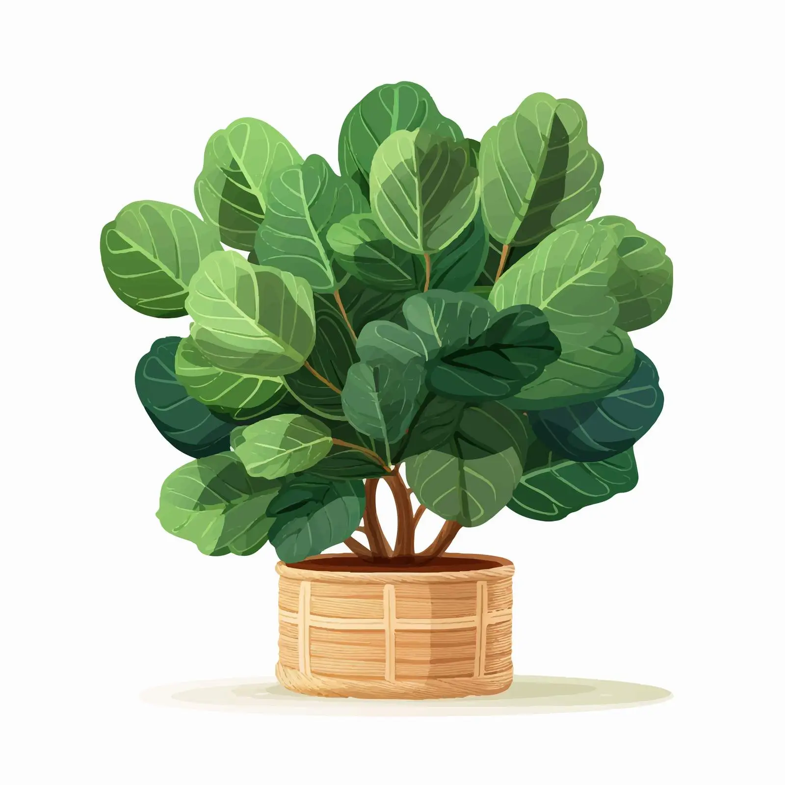 Ficus Lyrata Big Green Plant in Woven Planter – free ficus image from Dotvec