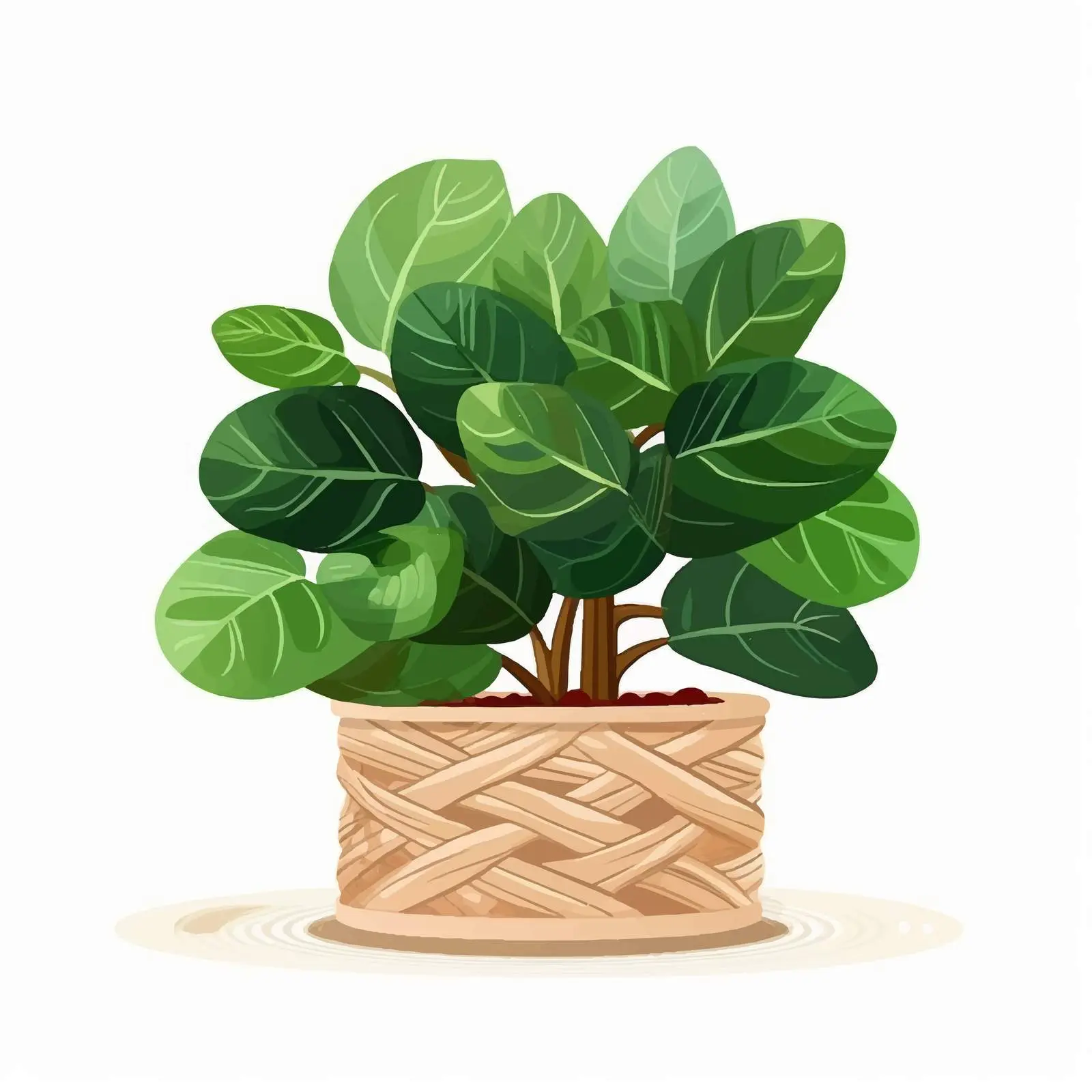 Ficus Lyrata in Woven Planter Basket — free download from Dotvec