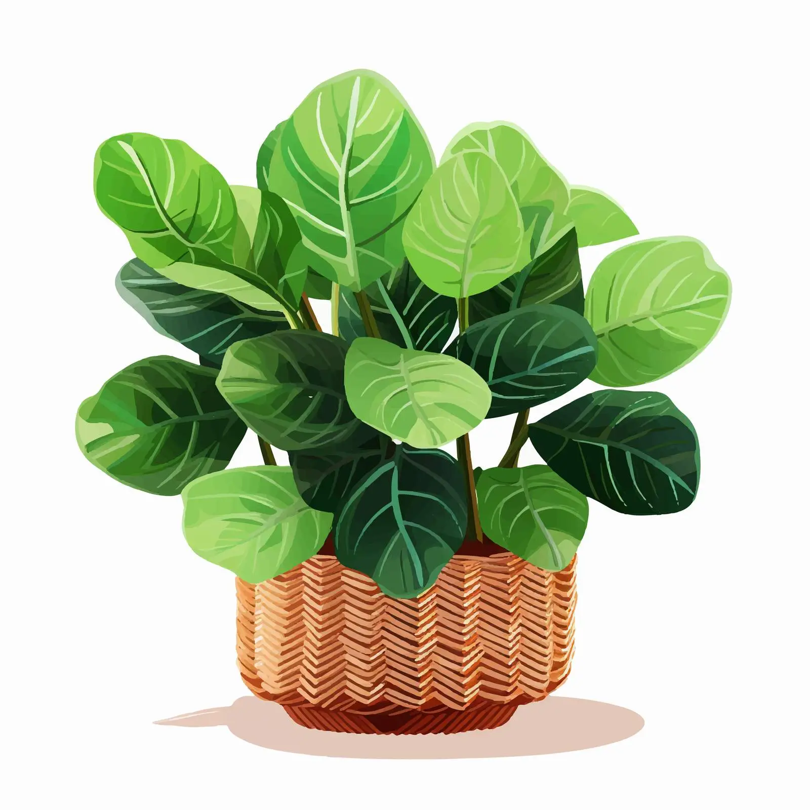 Ficus Lyrata Big Green Plant in Woven Basket — free download from Dotvec