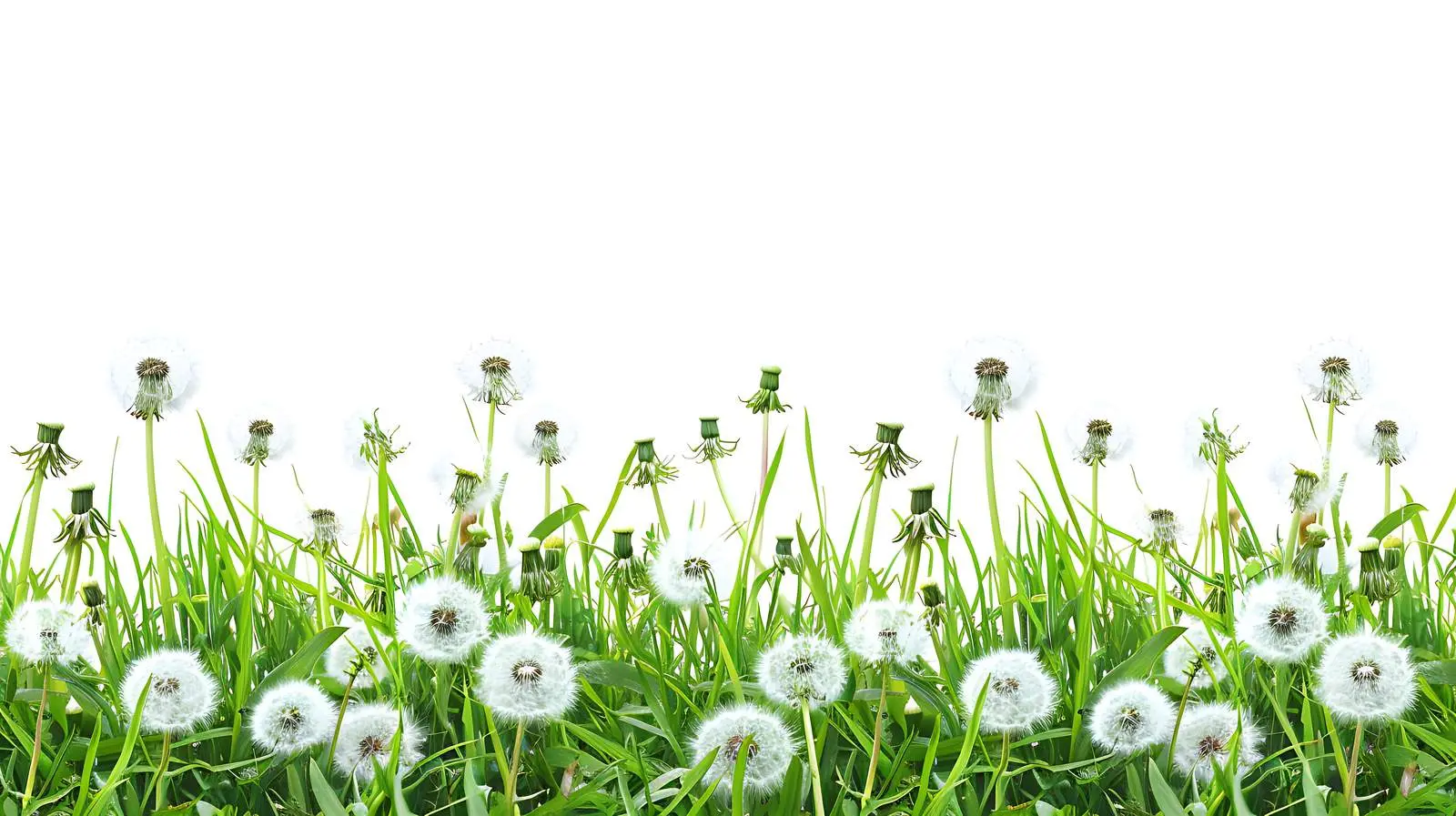 Beautiful Field of Dandelions and Green Grass – free meadow image from Dotvec