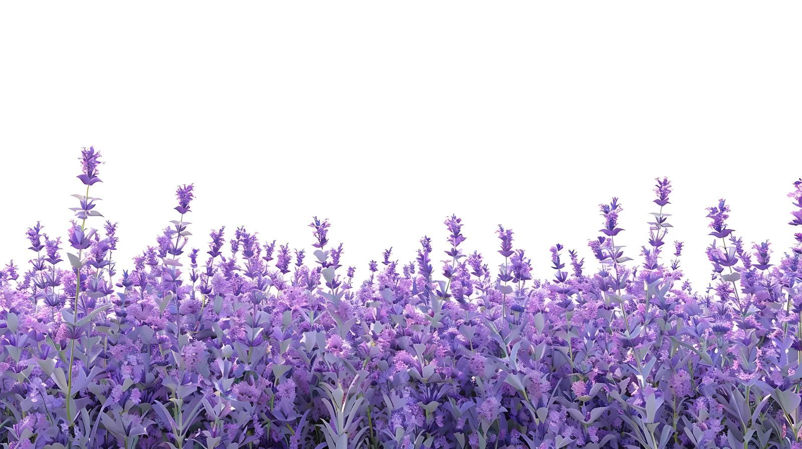 Serene Lavender Field on White Background — free download from Dotvec
