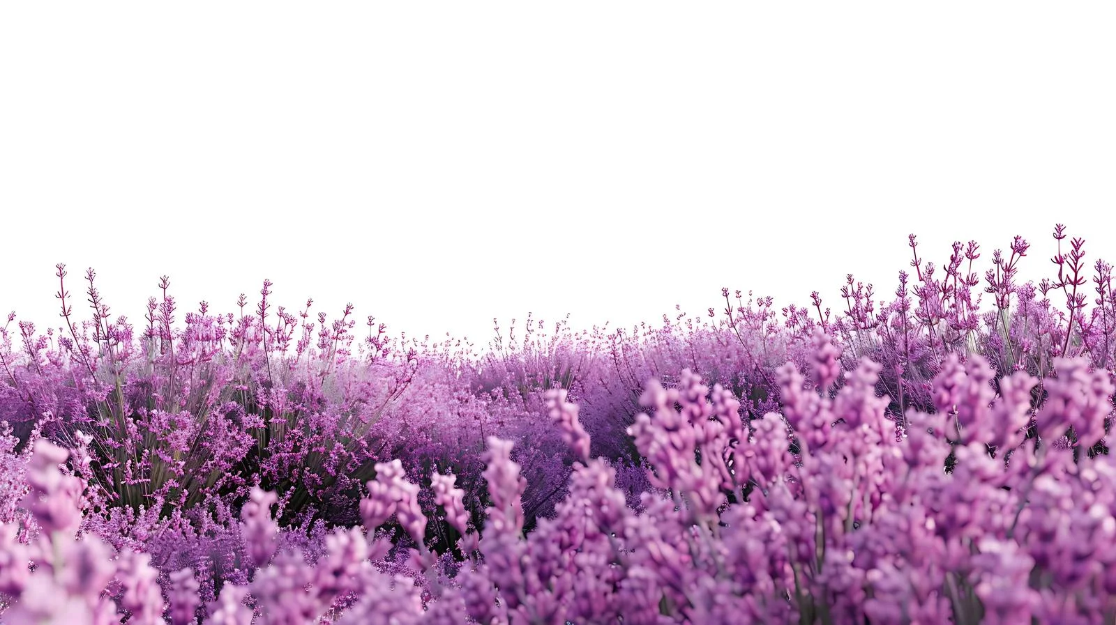 Lavender Field on White Background — free download from Dotvec
