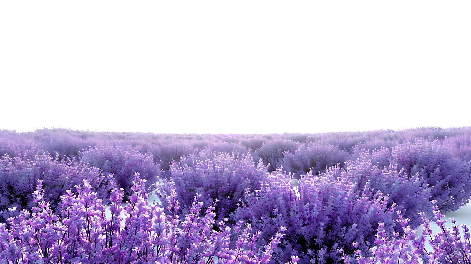 Serene Lavender Field on White Background — free download from Dotvec