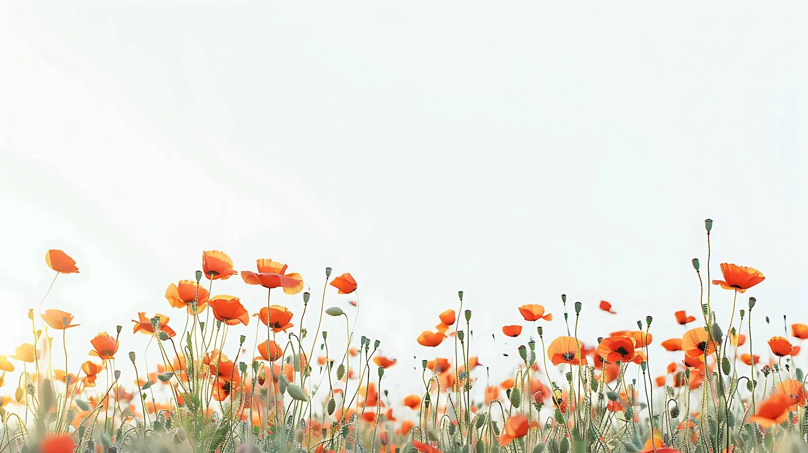 Serene Field of Poppies Under Blue Sky — free download from Dotvec
