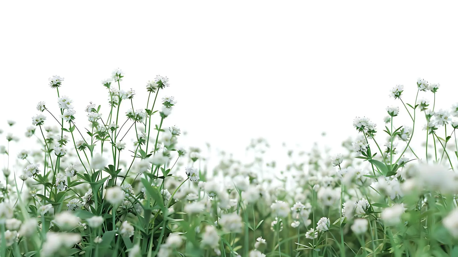 Field of White Wild Flowers in Green Landscape – free meadow image from Dotvec