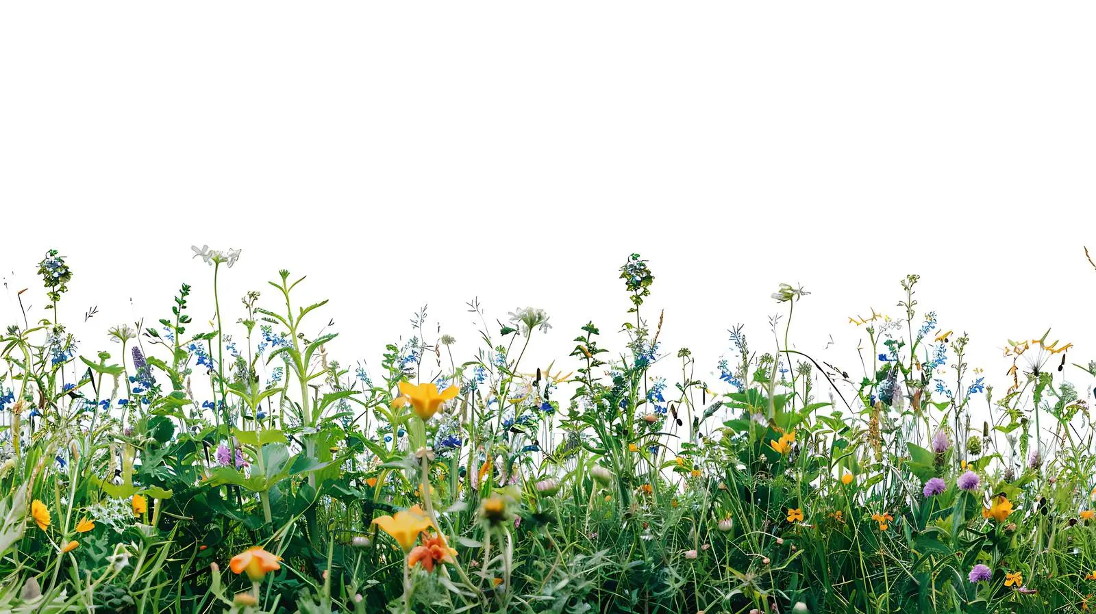 Vibrant Field of Wildflowers and Green Grass – free meadow image from Dotvec