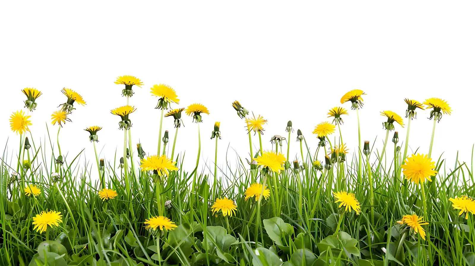 Vibrant Field of Yellow Dandelions and Green Grass – free meadow image from Dotvec