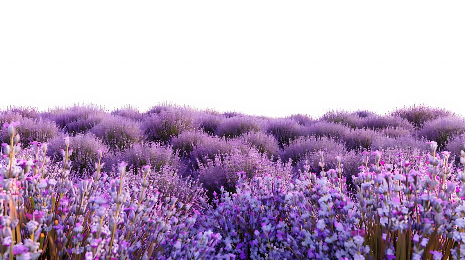 Serene Lavender Field on White Background — free download from Dotvec