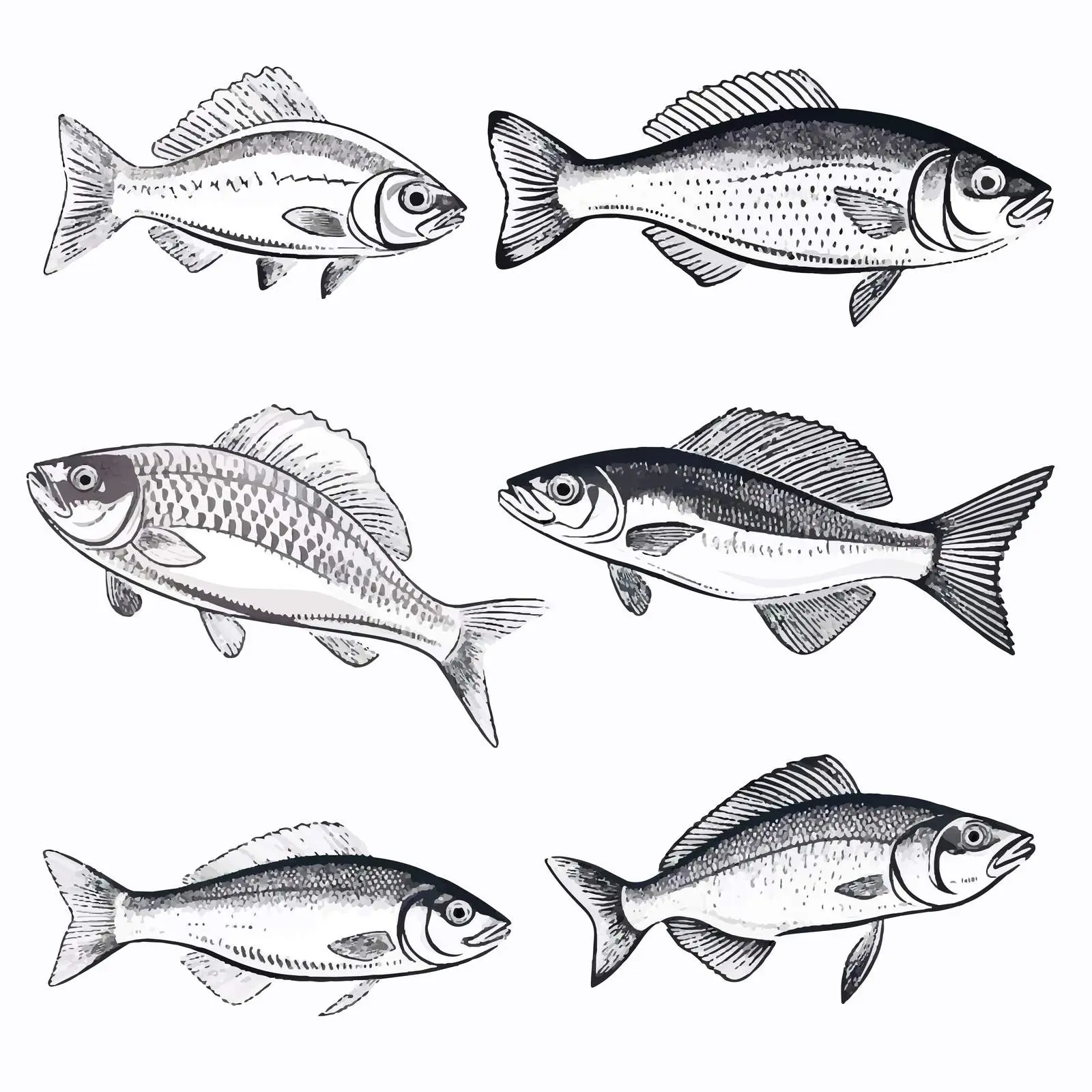 Fish Sketch Vector Illustration on White Background – free seafood design image from Dotvec