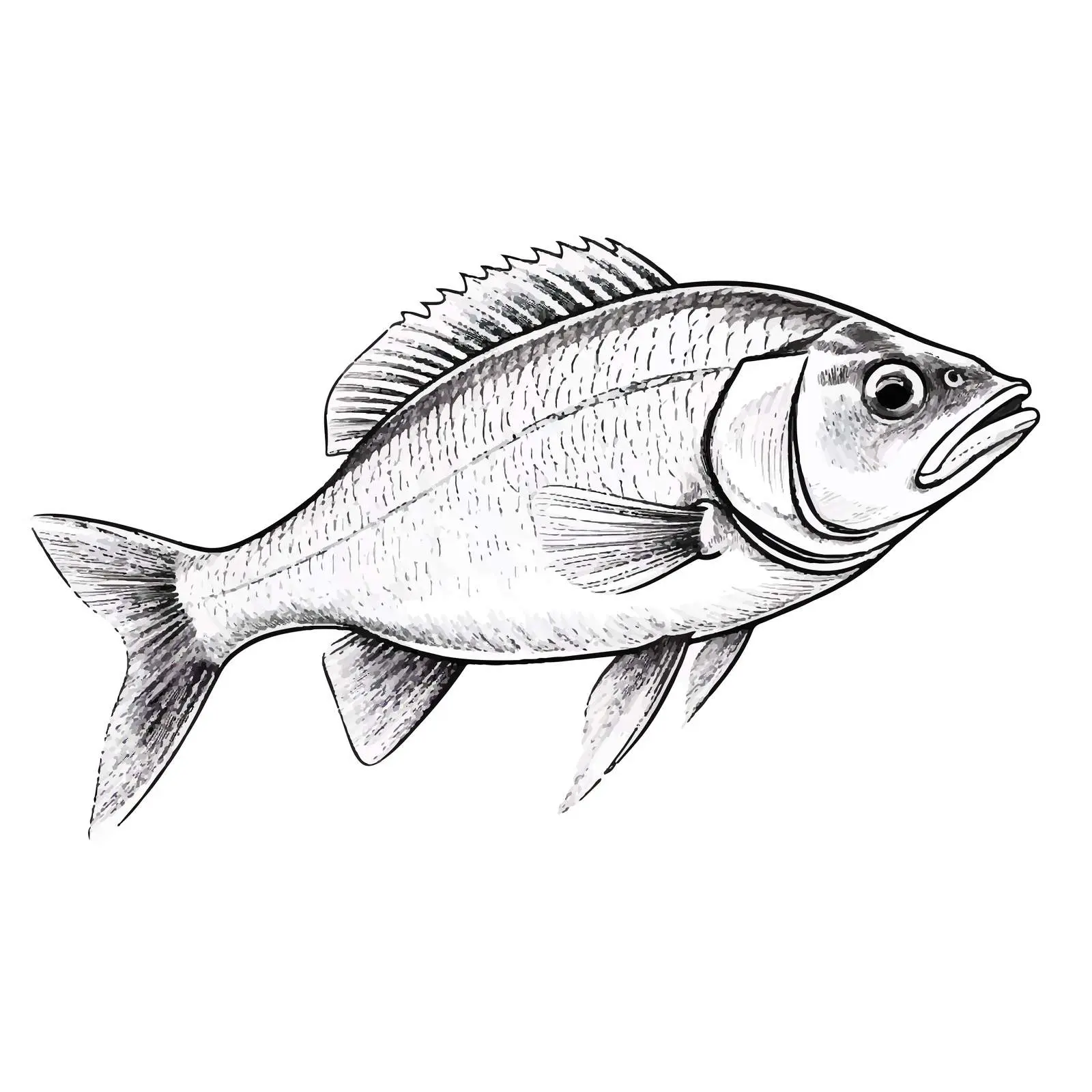 Fish Vector Sketch Illustration on White Background — free download from Dotvec