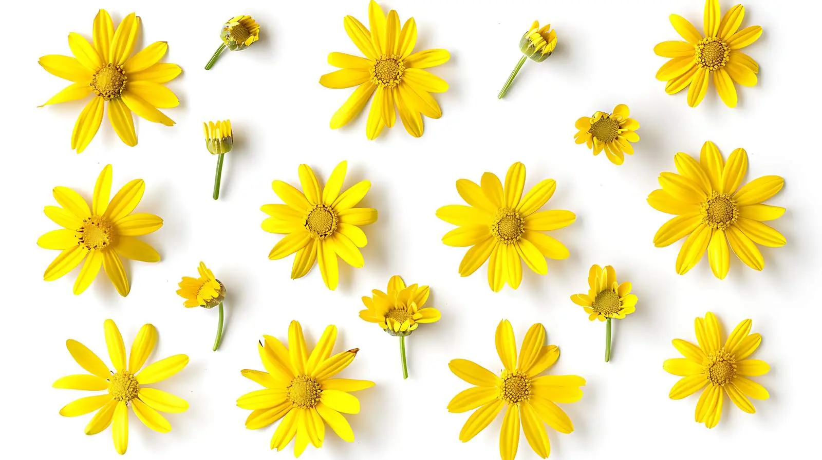 Yellow Daisy Flower Buds on Bright Background – free hall image from Dotvec