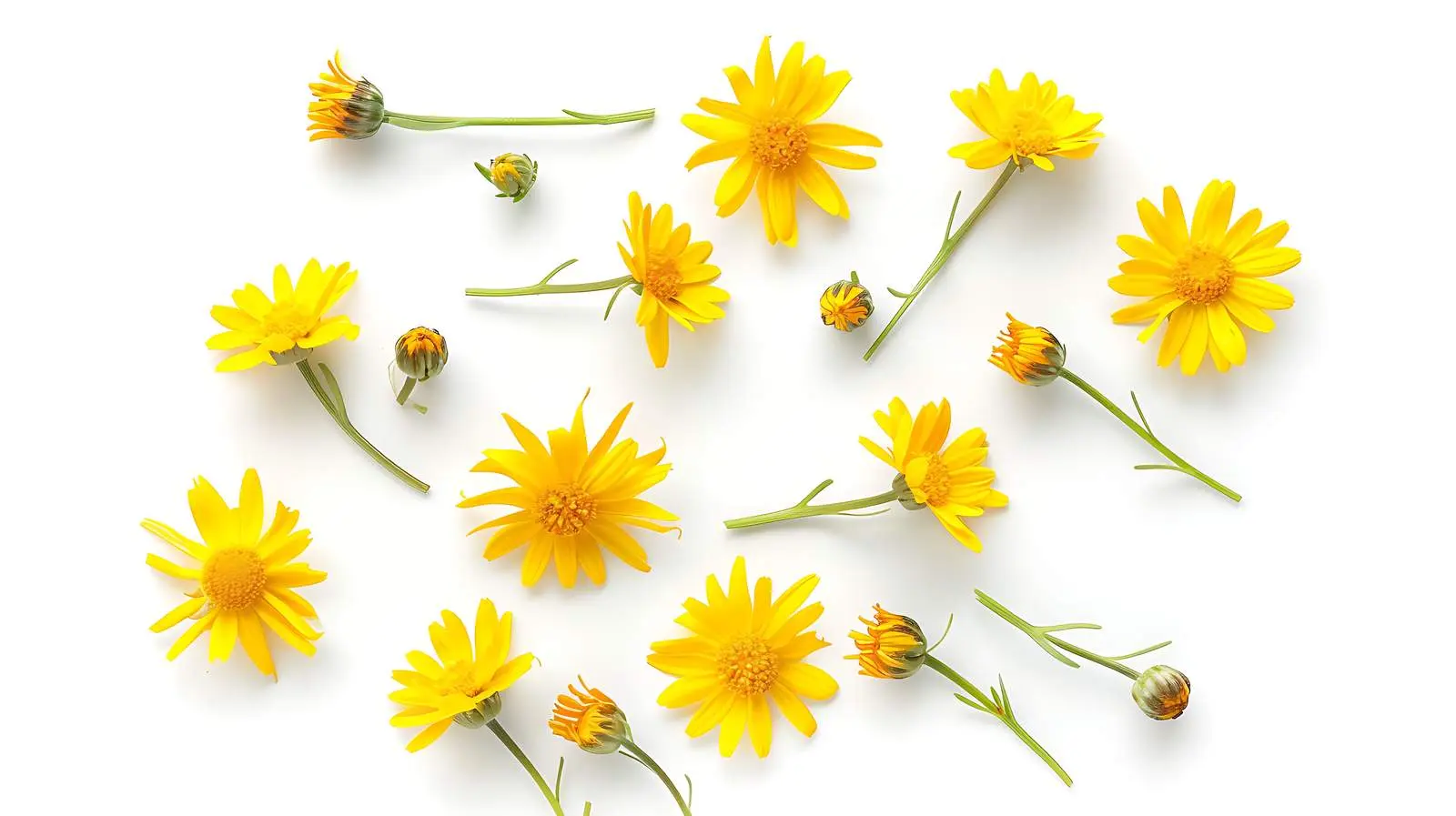 Yellow Daisy Flower Buds on Yellow Background – free hues image from Dotvec