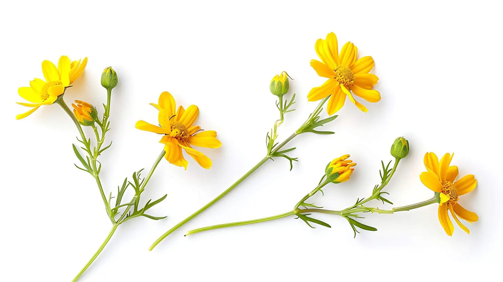 Flat Lay of Yellow Daisy Flower Buds — free download from Dotvec