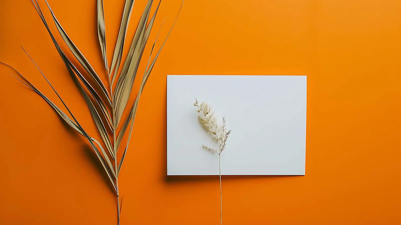 Blank Paper Cards on Dry Grass with Shadows – free calm image from Dotvec