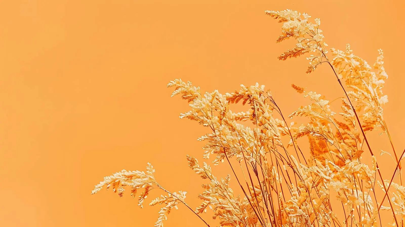 Dry Grass Flatlay on Crimson Background – free abstract image from Dotvec