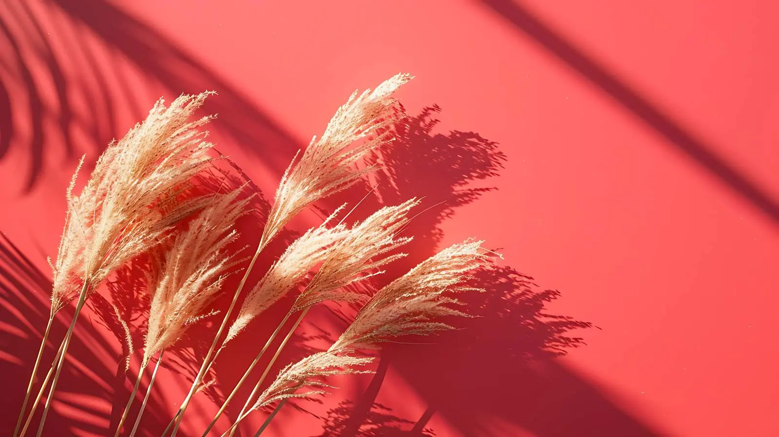 Flatlay of Dry Grass on Bright Orange Background – free abstract image from Dotvec