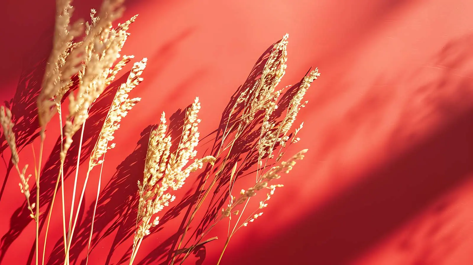 Dry Grass Flatlay on Orange Background – free abstract image from Dotvec